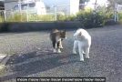 Two Cats Argue In A Very Funny Way!