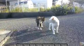 Two Cats Argue In A Very Funny Way!