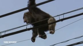 Chimpanzee Getting Electrocuted On A Power Line In Japan Gets Rescued