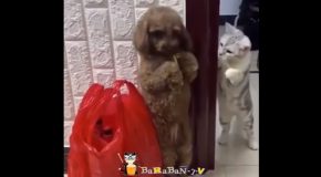 Compilation Of Cats Ruling Over Dogs In Houses