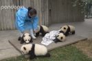 Cute Baby Pandas Playing With Their Caretaker!