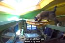 Man Dedicates His Entire House To Becoming An Indoor Playground For Cats!