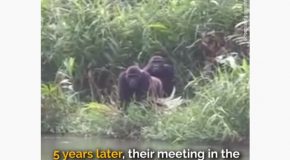 Man Meets Gorilla He Had Raised As A Child After Five Years!