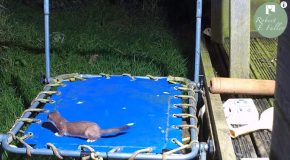 Stoat Has A Lot Of Fun On A Little Trampoline!