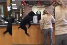 Very Funny Reactions Of Animals At The Vet!