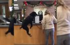 Very Funny Reactions Of Animals At The Vet!