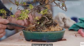 What Makes Bonsai So Expensive?