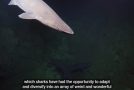Why Deep Sea Sharks Are So Creepy!