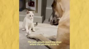 Cat Steals A Great Dane’s Bed And Tries Eating Out Of His Bowl!