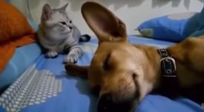 Sleeping Dog Farts, Makes Cat Angry!