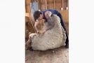 Very Obese And Overgrown Sheep Gets 23 Pounds Of Wool Removed From Her!