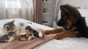 Baby German Shepherd Meets Some Kittens For The First Time!