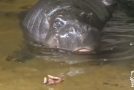 Baby Pygmy Hippo Plays In The Water!