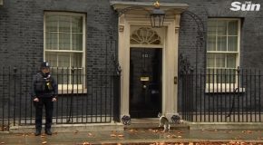 Cat Knocks On Door No 10 On Downing Street During Live TV Broadcast!