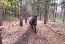 Dogs Get Kicked By Horse, Gets Farted On, And Then Escapes!