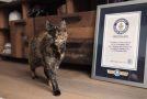 Guinness World Record For The World’s Oldest Cat!