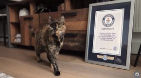 Guinness World Record For The World’s Oldest Cat!