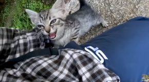 Man Goes On A Hike And Ends Up Adopting A Stray Kitten!