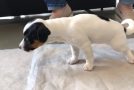 Puppy Pukes Out A Toy At The Vet!