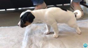 Puppy Pukes Out A Toy At The Vet!