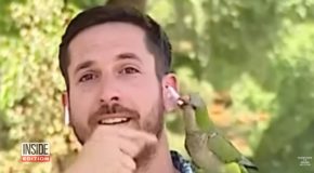 Reporter’s Earpiece Gets Stolen By A Parrot While Live On TV!