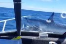 Shark Lands On A Fishing Boat And Thrashes Around!