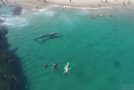 Beachgoers On Laguna Beach Get Greeted By A Whale