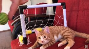 Compilation Of The Best Saves By This Goalkeeper Cat