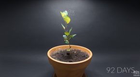 Compilation Of Time Lapses Of Seeds Growing Into Plants!