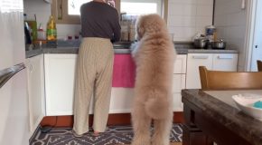 Dog Brings A Bowl For Mom When She Does The Dishes