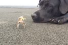Dog Digs Out Crab From Sand And Plays With It