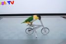 Parrots Show Off Their Amazing Skills