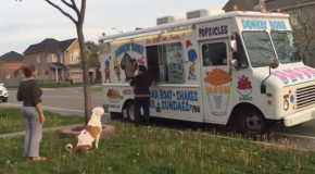 Pit Bull Waits In The Line For Ice Cream