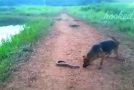 Animals Mess With The Wrong Opponents And Get What They Deserve