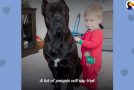 Baby And His 125lb Dog Become The Best Of Friends