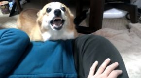 Corgi Doesn’t Like It When Man Messes With His Wife