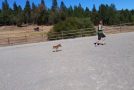 Cute Baby Miniature Horse Chases Around A Person