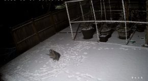 Cute Raccoon Tries Catching Snowflakes As It Snows