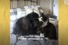 Dog And Cat With Similar Colors Become Best Friends