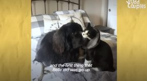 Dog And Cat With Similar Colors Become Best Friends