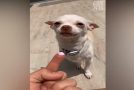 Funny Chihuahas Getting Very Angry