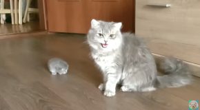 Mother Cat Brings Her Kitten To Her Human
