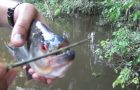 Piranha Bites Through A Twig Like A Pair Of Sharp Scissors