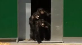 Reaction Of Lab Chimpanzees Upon Being Released After 30 Years