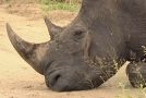 Rhinoceros Gets Its Ears Cleaned Out By A Bird