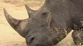 Rhinoceros Gets Its Ears Cleaned Out By A Bird