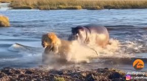 Three Lions Crossing A River Get Attacked By A Hippopotamus