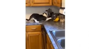 Compilation Of Cats And Dogs Doing Funny Things