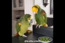 Compilation Of Parrots Being Complete Goofballs