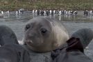 Cute Baby Seal Comes Near A Cameraman